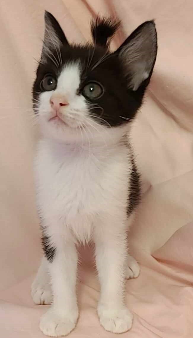 兄妹で一緒のおうちを探してます！ サムネイル2