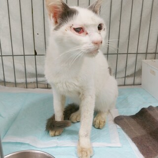 トライアル中8月23日期限！ブチなれなれ⭐️もとを