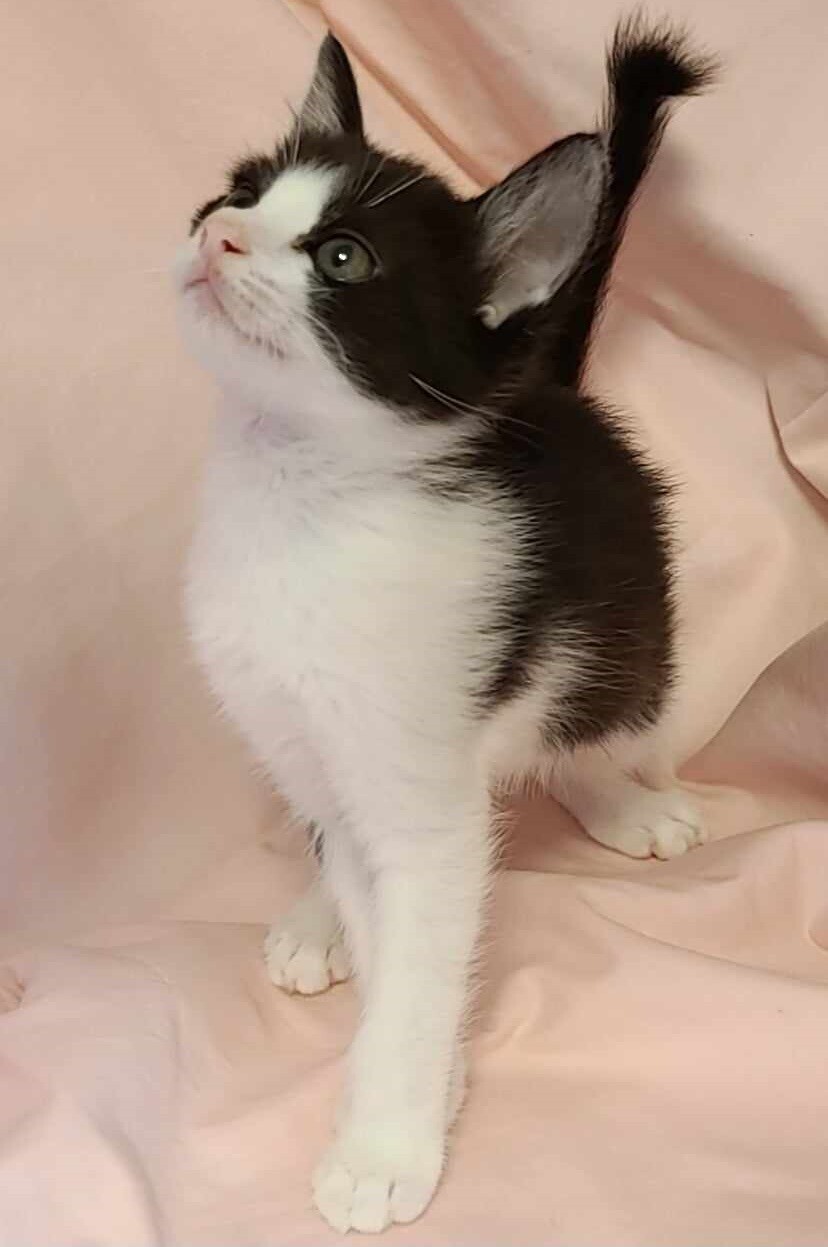 兄妹で一緒のおうちを探してます！ サムネイル4