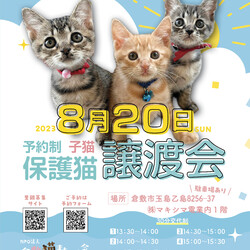 ほごっこ子猫の譲渡会（予約制）
