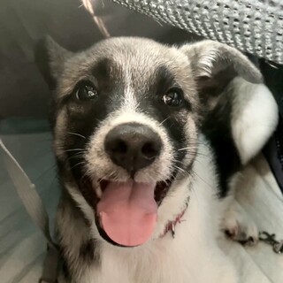 一番人馴れしてる2ヶ月半の男の子、トイレ躾完璧