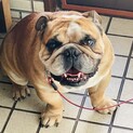 テツくん5歳オスブルドック里親さん募集です。
