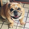 テツくん5歳オスブルドック里親さん募集です。 サムネイル1
