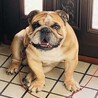 テツくん5歳オスブルドック里親さん募集です。 サムネイル2