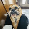 テツくん5歳オスブルドック里親さん募集です。 サムネイル4