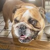 テツくん5歳オスブルドック里親さん募集です。 サムネイル5