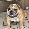 テツくん5歳オスブルドック里親さん募集です。 サムネイル6