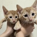 2ヶ月の茶トラ男の子兄弟 里親募集