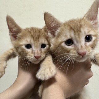 2ヶ月の茶トラ男の子兄弟 里親募集