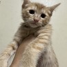 2ヶ月の茶トラ男の子兄弟 里親募集 サムネイル4