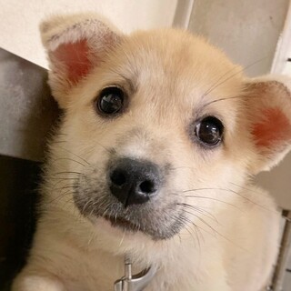 【相談中】かわいい子犬　こもみちくん　2ヶ月