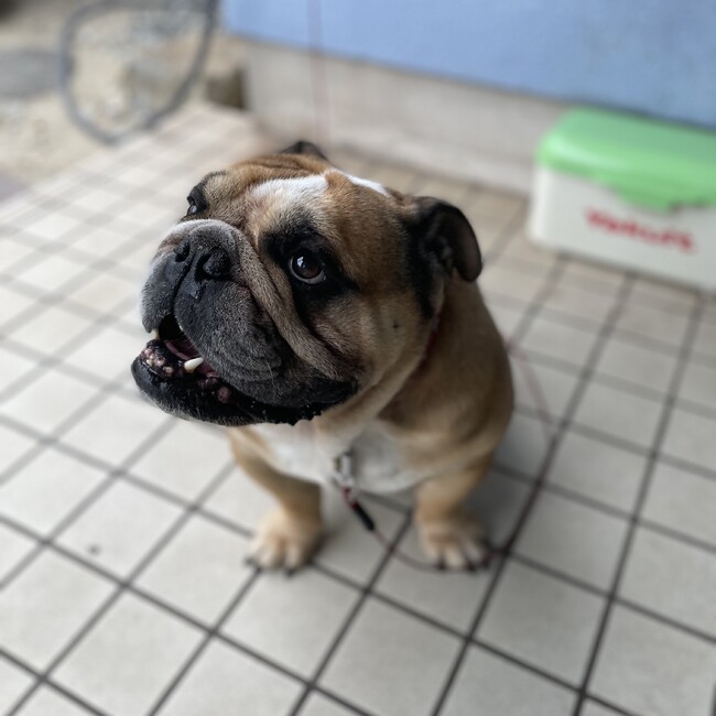 テツくんの家族見つかりますようにのカバー写真