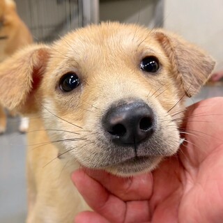 【相談中】かわいい子犬　こもめぐちゃん　2ヶ月
