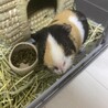 急募!!モルモット里親様募集中 サムネイル3