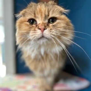 多頭崩壊スコティッシュフォールドロング♀　約2歳　