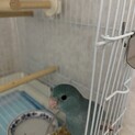 青いマメルリハ