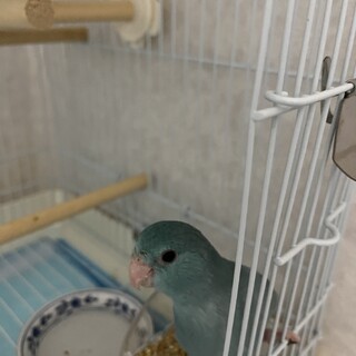 青いマメルリハ