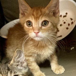 おしゃべり大好き抱っこも大好き！茶太くん2ヶ月