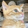 おしゃべり大好き抱っこも大好き！茶太くん2ヶ月 サムネイル3