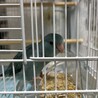 青いマメルリハ サムネイル2