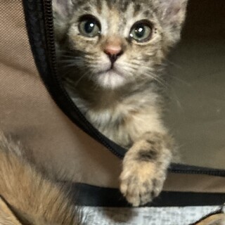 賢者にゃる子。とても聞き分けが良い子です。2ヶ月