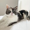 みねこす さん