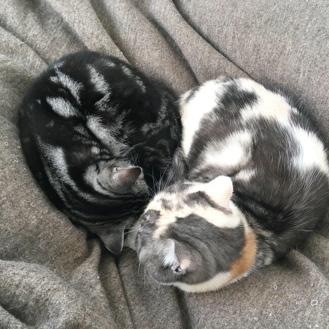 みねこすのカバー写真