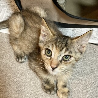 目薬だってさせるモン！マイペースなぽんちゃん2ヶ月