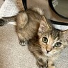 目薬だってさせるモン！マイペースなぽんちゃん2ヶ月 サムネイル2
