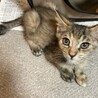 目薬だってさせるモン！マイペースなぽんちゃん2ヶ月 サムネイル3