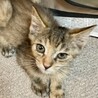 目薬だってさせるモン！マイペースなぽんちゃん2ヶ月 サムネイル4