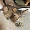 目薬だってさせるモン！マイペースなぽんちゃん2ヶ月 サムネイル5
