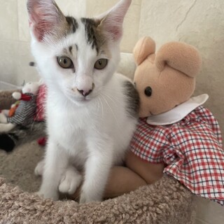 希少白三毛♂3か月　江戸時代の猫顔　甘えん坊