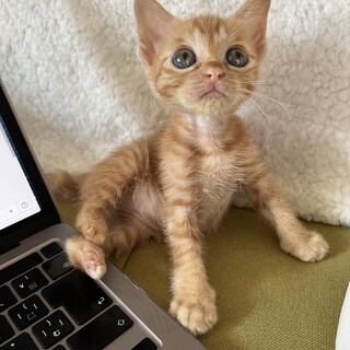 目が大きくて小さいチャトラ女の子♀