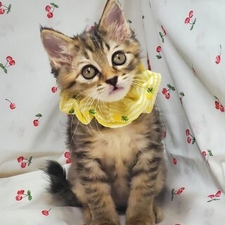 【7/23東日本橋】しましまちゃん♥️2ヶ月半