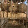 デグー　里親募集 サムネイル3