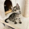 キジトラの元気な男の子♂丸顔お気に入りに登録する サムネイル1