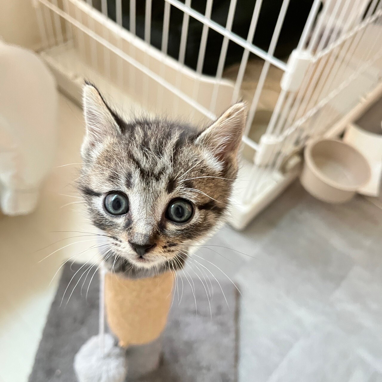 キジトラの元気な男の子♂丸顔お気に入りに登録する サムネイル2