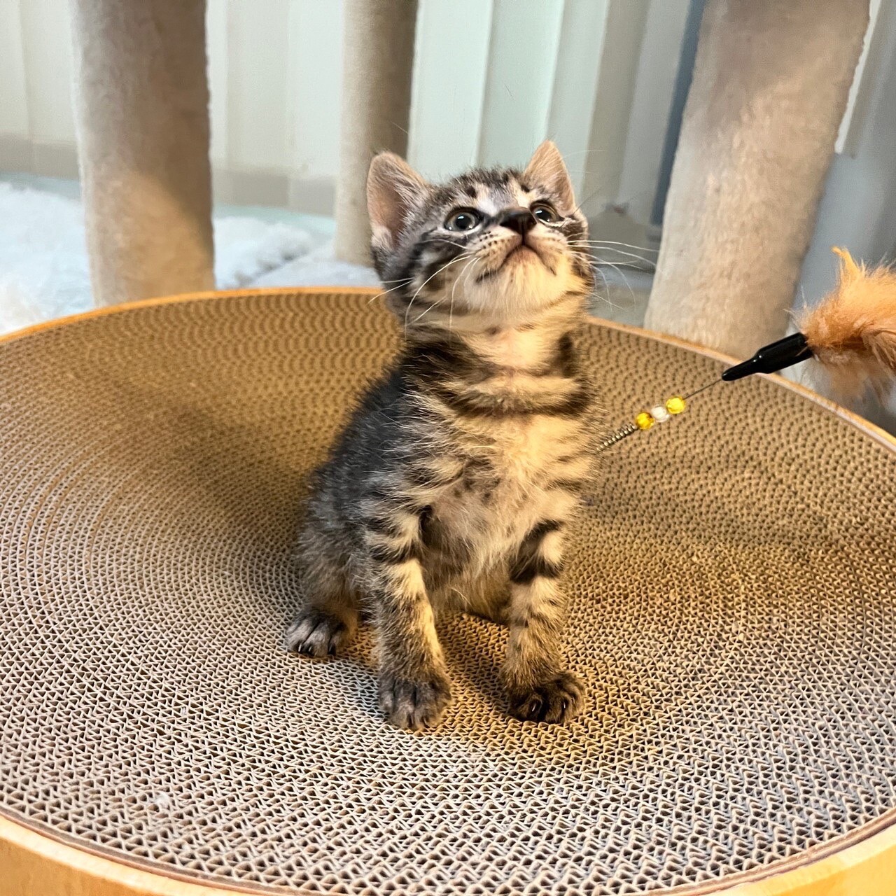 キジトラの元気な男の子♂丸顔お気に入りに登録する サムネイル3