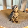 キジトラの元気な男の子♂丸顔お気に入りに登録する サムネイル3