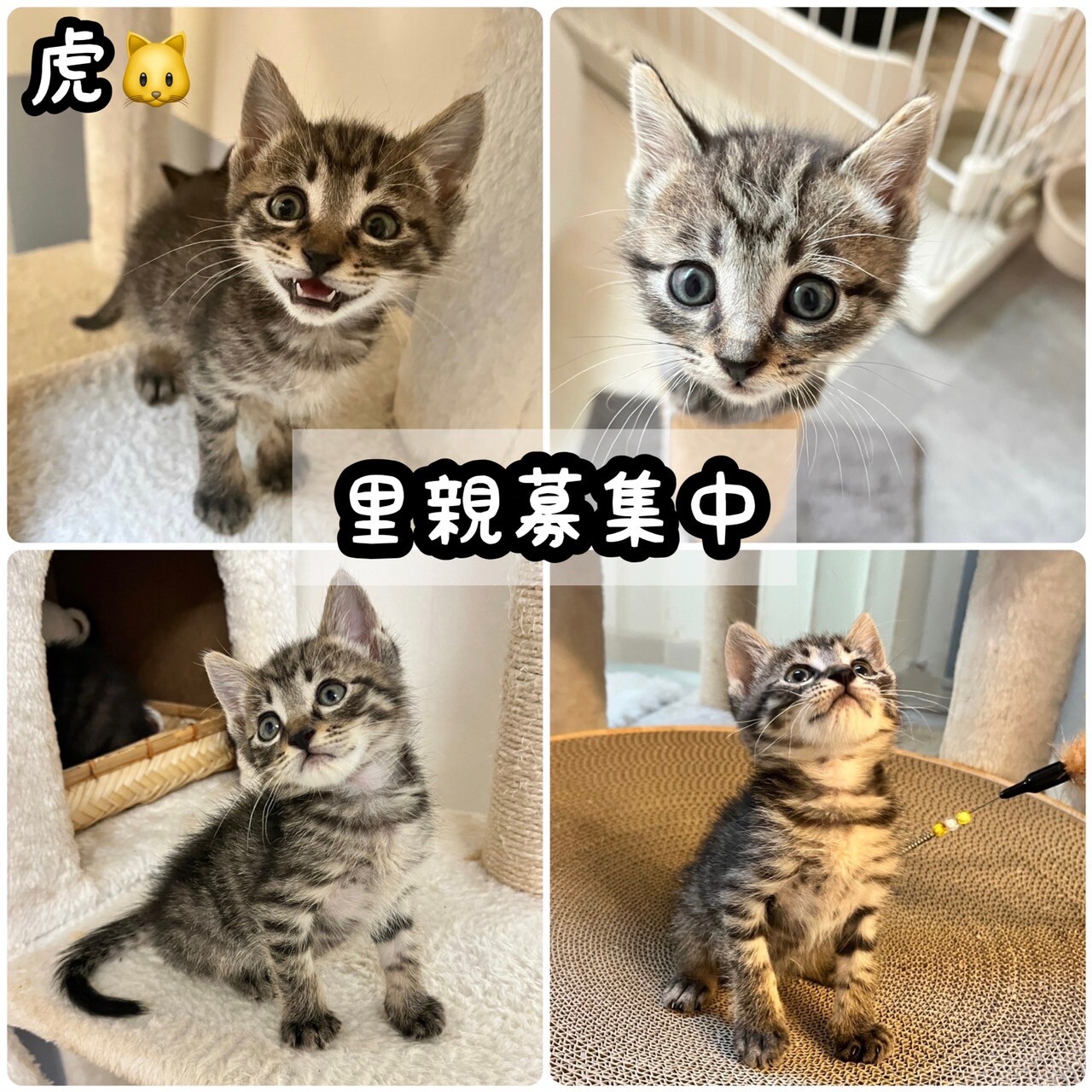 キジトラの元気な男の子♂丸顔お気に入りに登録する サムネイル5