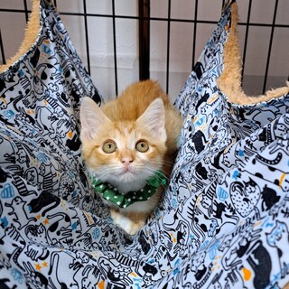 チャーリー(生後2ヶ月)