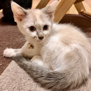 ありがとうございました★シャムMIXモンブラン君