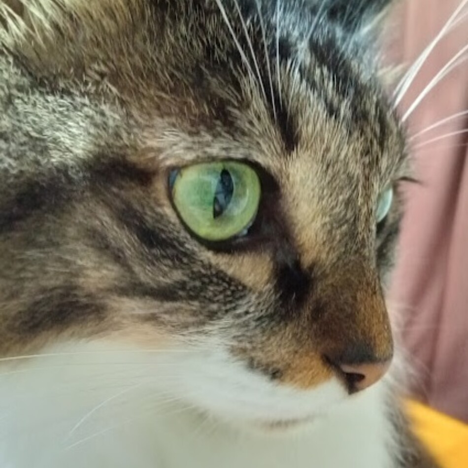 チーソゥのカバー写真