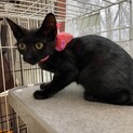 黒猫の女の子