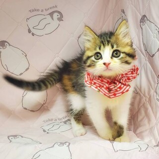 【7/23東日本橋】ふわふわの美少女♥️2ヶ月半