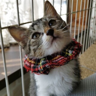 ずんぐり白キジの小太郎
