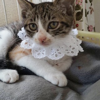 ごめんね顔の小夏ちゃん