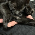 人懐っこい黒猫くん(=^ェ^=)