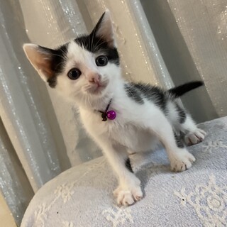 コロコロ愛らしいゆめちゃん